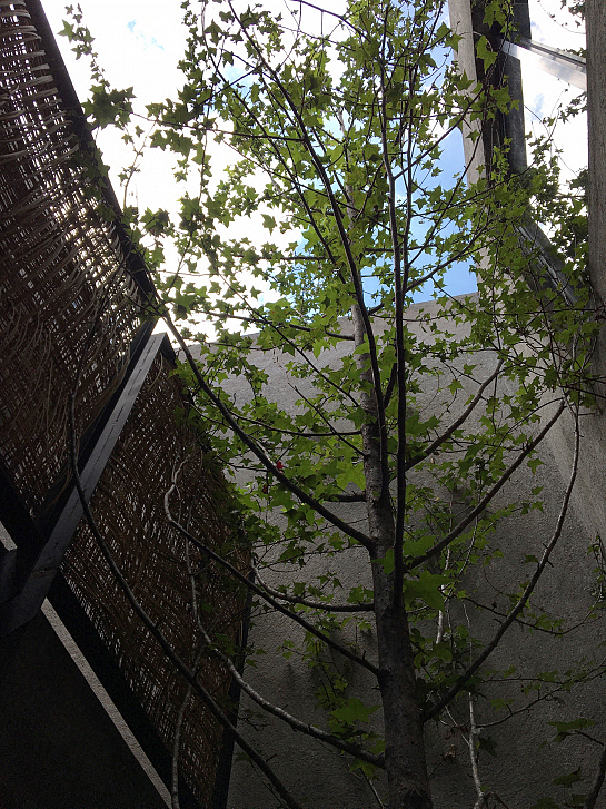 Casa Estudio . Querétaro . Chiapas . México