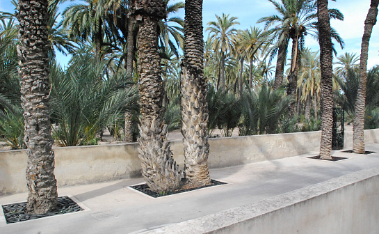 CELOSÍAS CULTURALES . Elche . Alacant . España