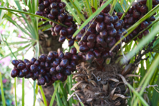 Jardín subtropical en Finestrat . Benidorm . Alacant . España