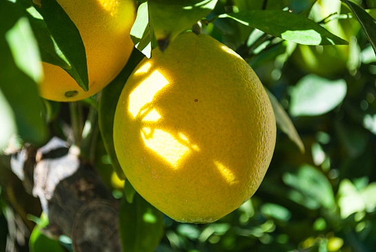Jardín subtropical en Finestrat . Benidorm . Alacant . España