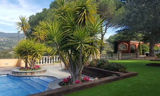 Aberdeen II (jardinería)