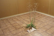 NATURA URBANA