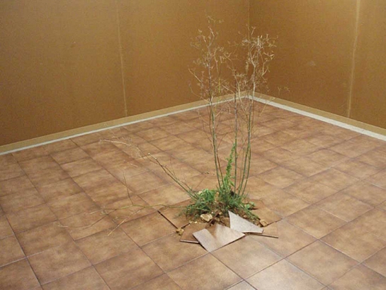 NATURA URBANA